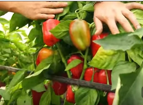 падишах, весь куст в плодах падишах, весь куст в плодах