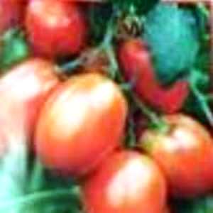 Сорт томатов сливовидной формы для консервации