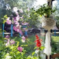 цветы на солнечном балконе