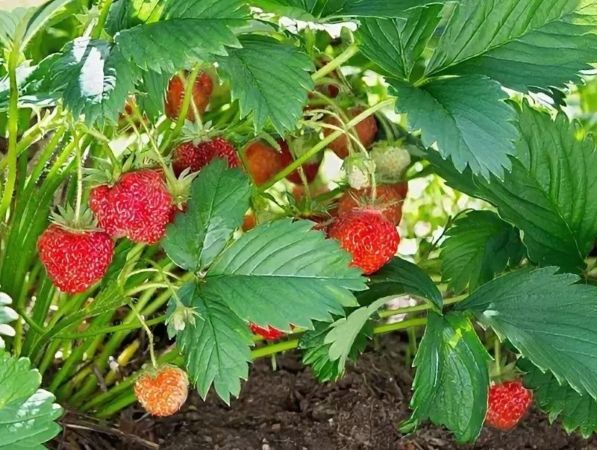 клубника мельчает клубника мельчает
