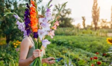 Гладиолусы ошибки выращивания исправления